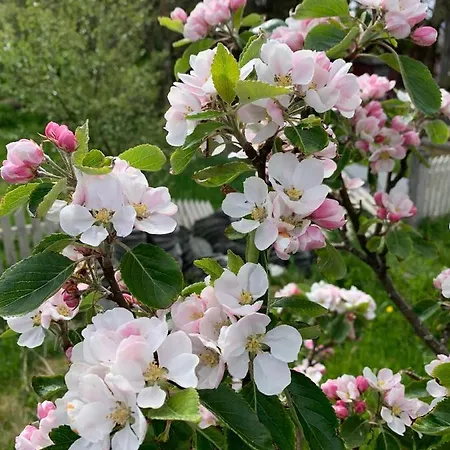 Apartamento Torvholmen *