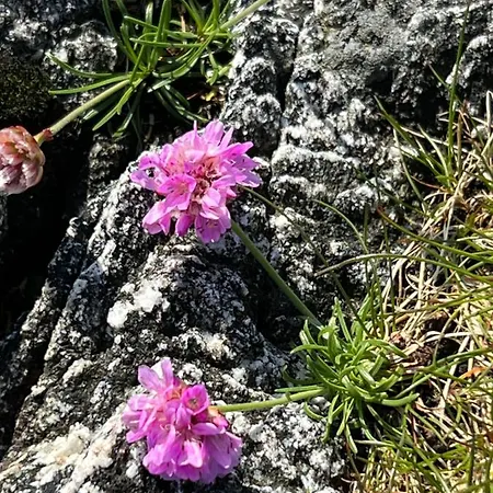 Torvholmen Apartamento