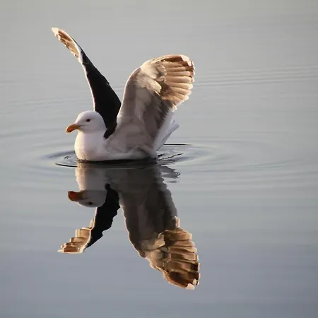 Torvholmen Apartamento *