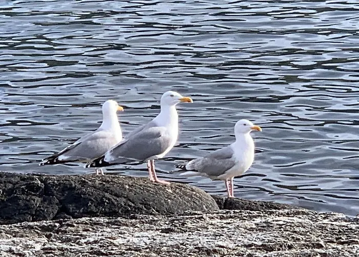 Apartment Torvholmen