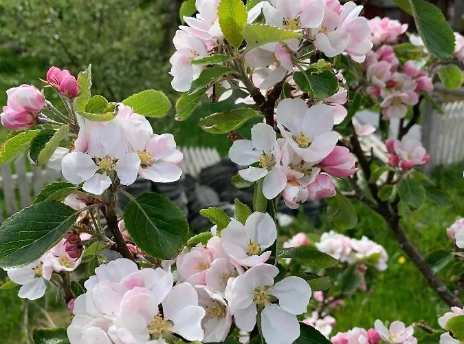 Apartment Torvholmen *