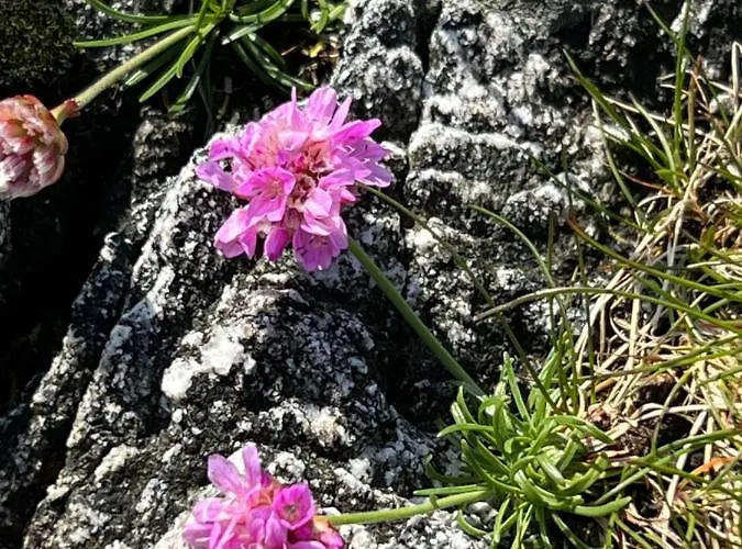 Torvholmen Appartamento